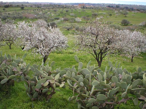 Agrigento: Mandorli in fiore